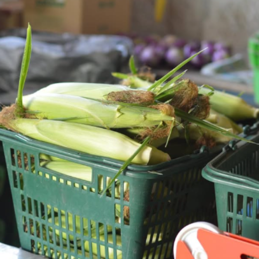 夏野菜セット